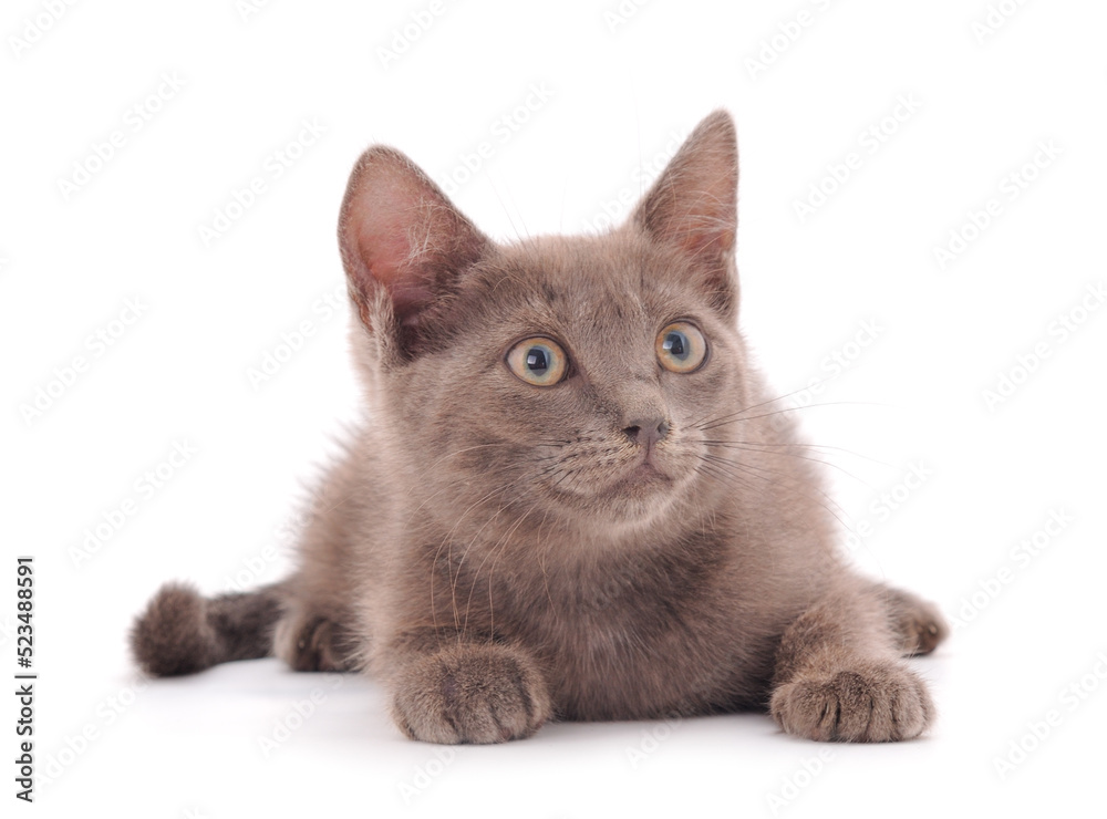 Fototapeta premium Little gray kitten lies.