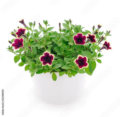 Fototapeta Naklejka Na Ścianę i Meble -  Beautiful flower petunia in pot.