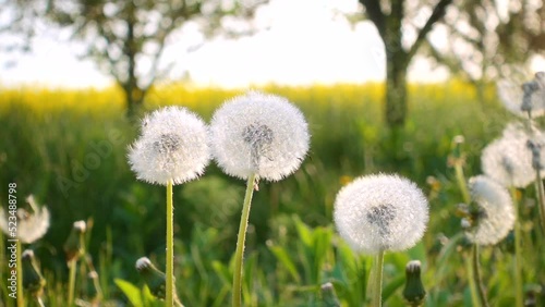 Common Dandelion seeds are carried by the wind on the glade. Slow motion.