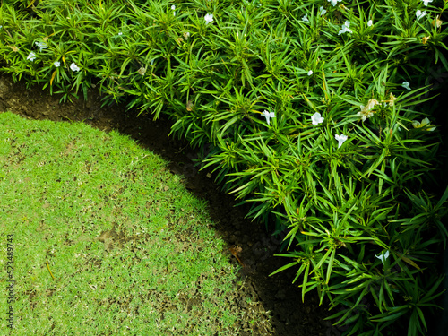 green grass background