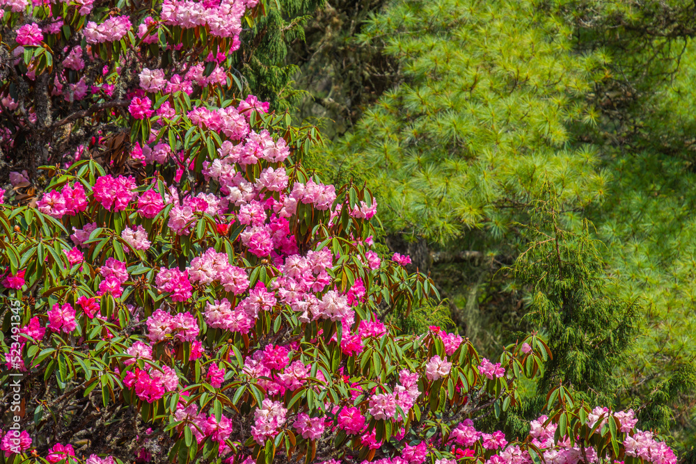 Obraz premium Himalaya Mountains range with magnificent blossoms rhododendrons flowers in foreground. Poon Hill, Nepal. Morning scene.