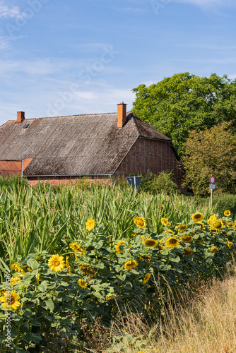 Nature inclusive Agriculture in Germany with rows of sunflowers along a prodcution field of corn. Farm in the background. photo