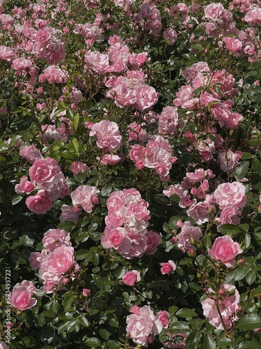 Pink roses flowers branch and leaves. Aesthetic floral background