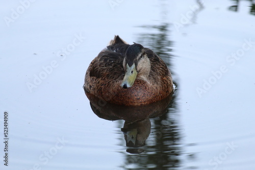 A lone mallard duck swimming over a calm and tranquil lake during a heatwave. The ripples from the bird and the reflection can be seen in the cold water.