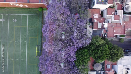 Top View Shot Of Road Covered With Jacarandas Colorful Trees, Beside Parking, Mexico City photo