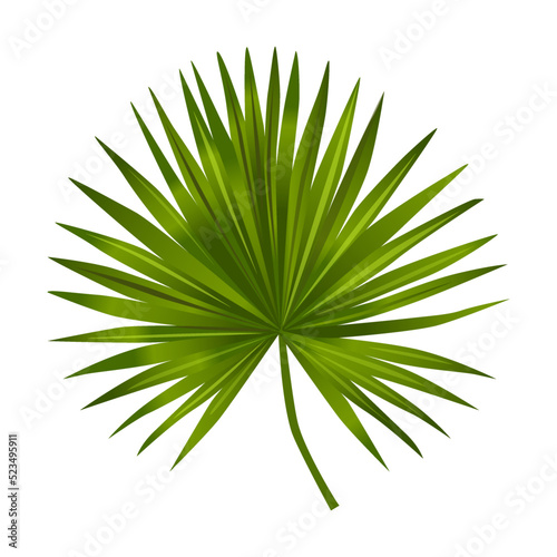 Tropic date palm leaf in cartoon style illustration. Bright green exotic plants vector isolated on white background. Jungle foliage decoration