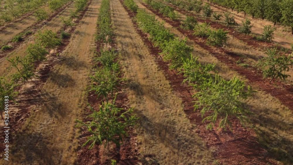 Almond Trees Agriculture Farm Field Almond Trees Agriculture Farm Field