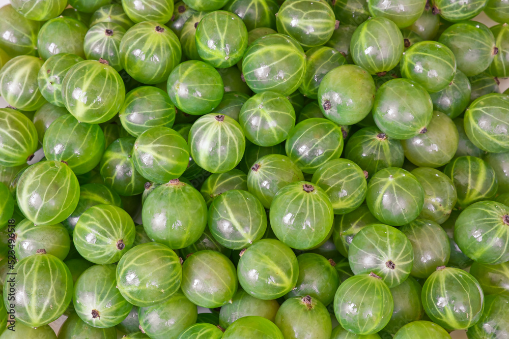 A lot of green gooseberries as background. Harvest of the berries. A lot of green gooseberries as background. Harvest of the berries.