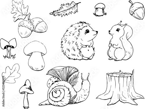 Hand-drawn forest animals. Squirrel. Hedgehog. Forest. Autumn. Autumn doodle. Forest animals in vector. Elements for decor. Line art. Hedgehog silhouette. Lovely animals. Stump. Mushroom. Acorn.Leaves