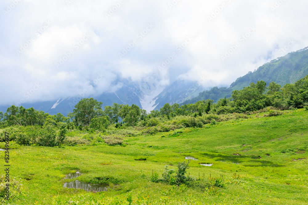 Fototapeta premium 夏の栂池高原の湿地帯からの白馬の大雪渓の眺め