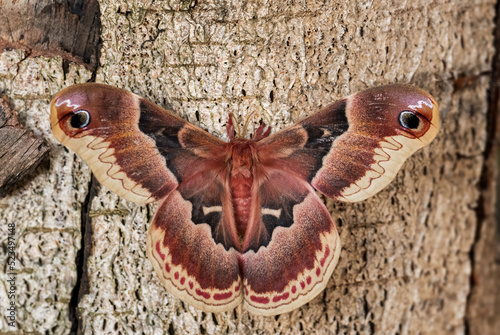 Spicebush Silkmoth - Callosamia promethea, beautiful large colored butterfly from American forests and woodlands, USA.