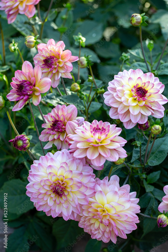 Lush pink dahlia flowers in a flower bed in summer. Gardening, perennial flowers, landscaping.