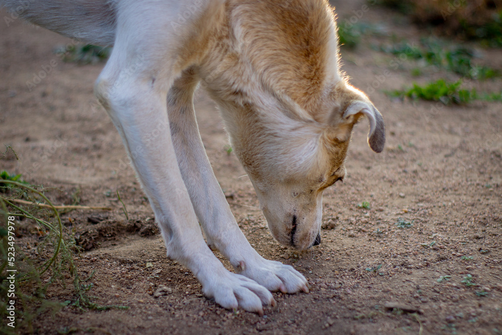 White dog smelling the ground White dog smelling the ground