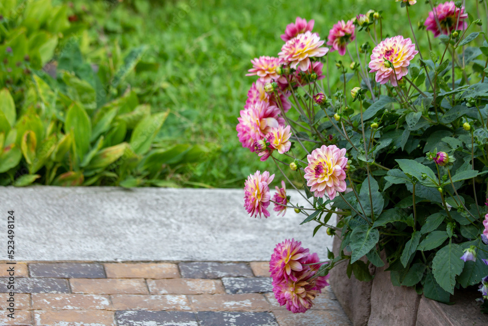 Lush pink dahlia flowers in a flower bed in summer. Gardening, perennial flowers, landscaping. With copy space.