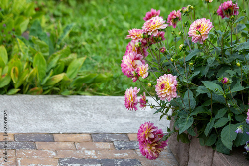 Lush pink dahlia flowers in a flower bed in summer. Gardening, perennial flowers, landscaping. With copy space.