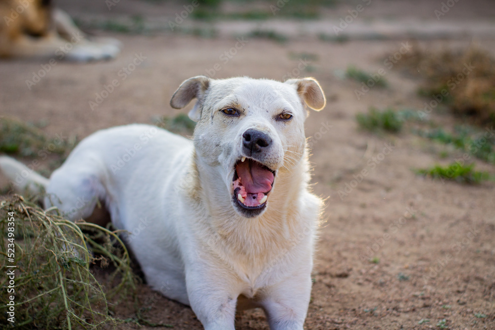 White dog portrait yawning