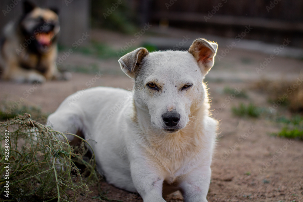 Dogs Dogs