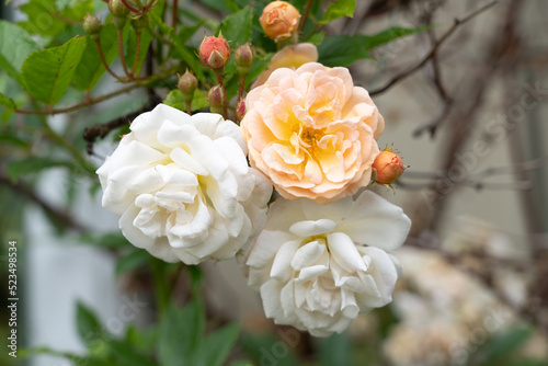 Three roses in bloom photo