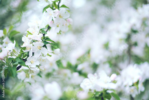 Selective soft focus flowering apple tree branch with white flowers on blurred neutral white and green leaves bokeh background. Neutral light floral nature spring blossom design copy space for text