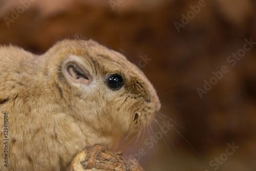 Gundi is a genus of rodents in the comb-toed family.