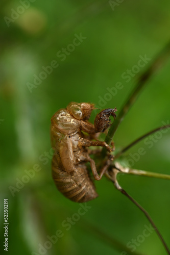 Cicada shell on on green background
