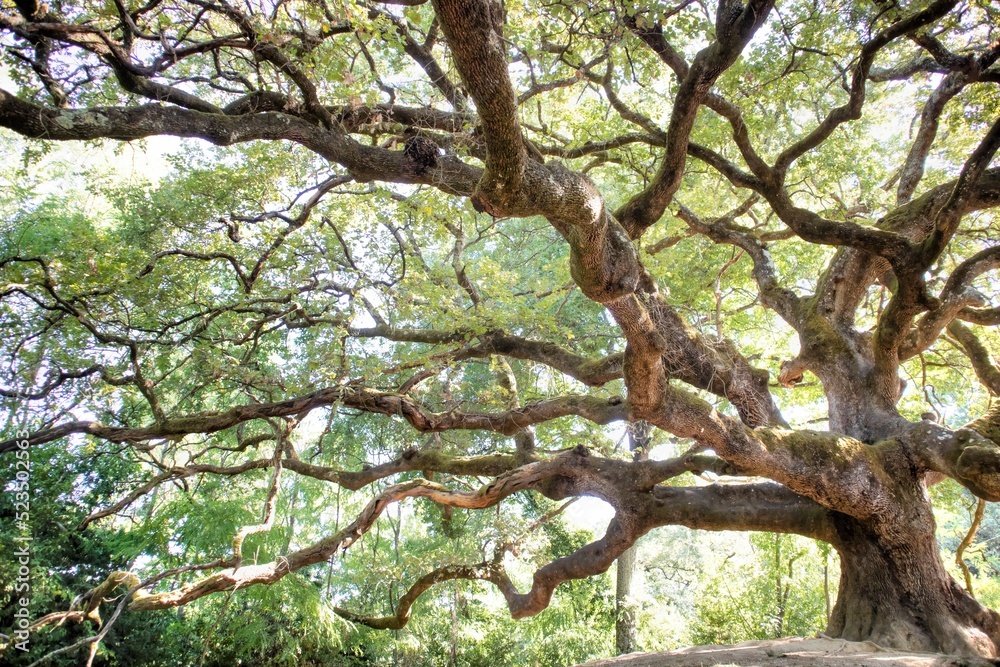 Fototapeta premium The great secular oak in Capannori Lucca Italy