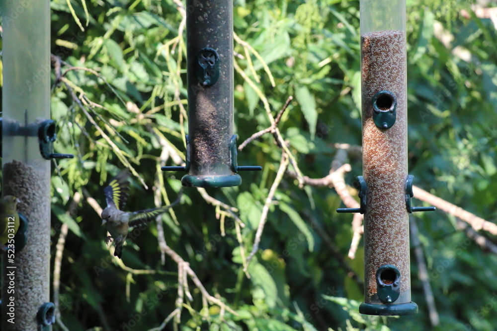 Headed Goldfinch Birds eating food from a feeder. These birds are small with unique colours in their feathers, making them look more tropical than most other birds in the United Kingdom. Headed Goldfinch Birds eating food from a feeder. These birds are small with unique colours in their feathers, making them look more tropical than most other birds in the United Kingdom.