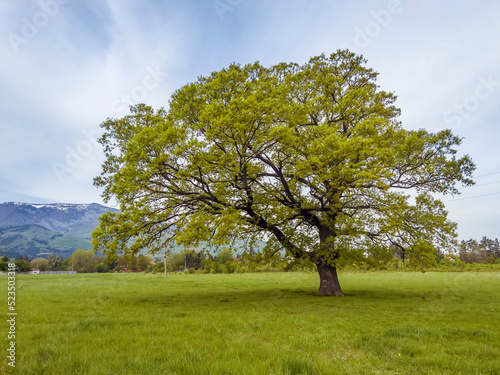 Big Green Tree on a Green Meadow with Mountain Background . Summer landscape 
