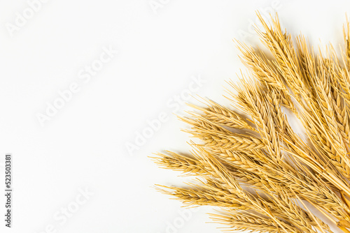Ripe wheat ears isolated on white background. Top view, flat lay