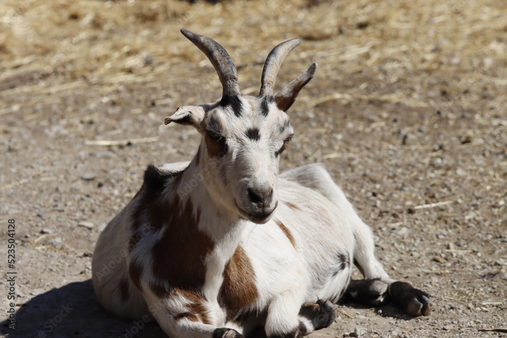 chèvre