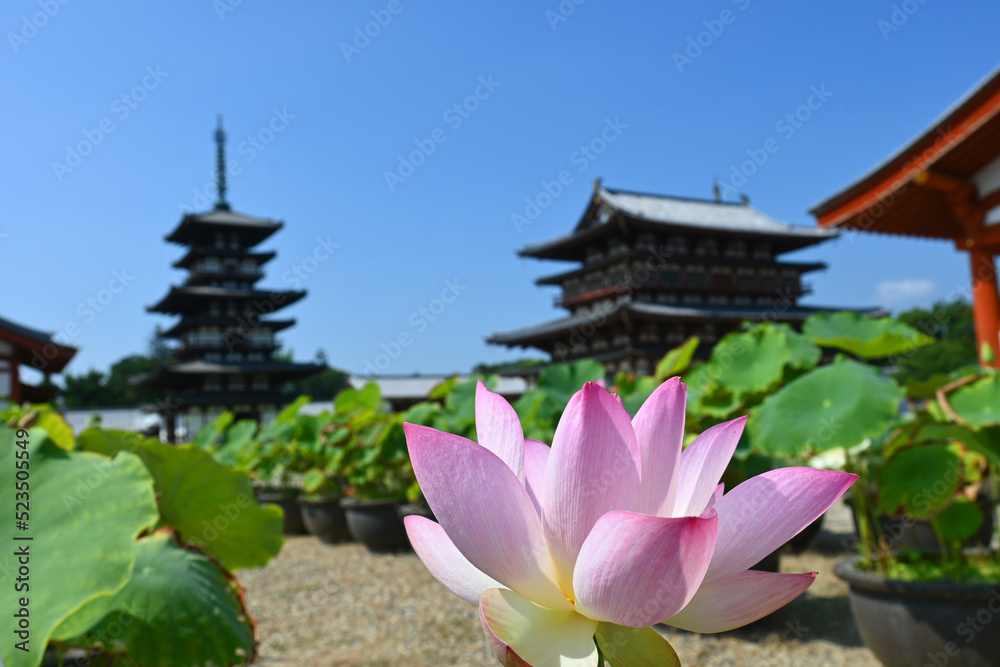 奈良市の世界遺産薬師寺の東塔金堂と蓮の花 奈良市の世界遺産薬師寺の東塔金堂と蓮の花