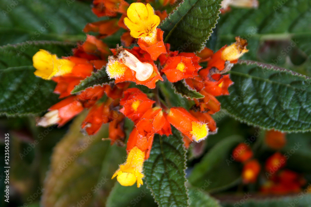 small orange flower blooming beauty nature.j small orange flower blooming beauty nature.j