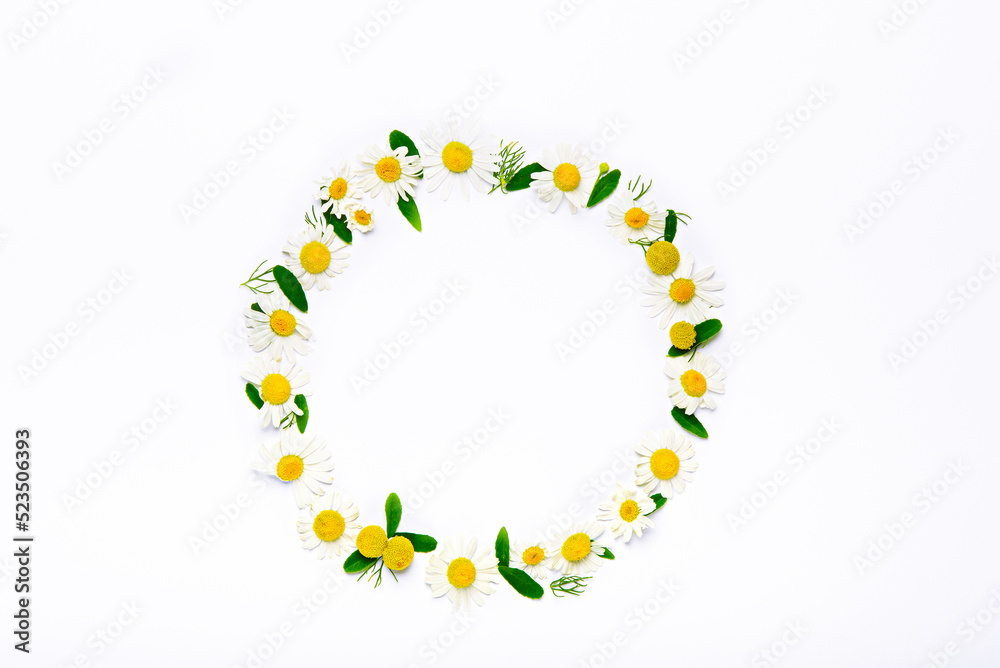 top view chamomile circle ring of flowers and petals on white background, copy space, flat lay, flower background