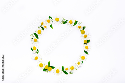 top view chamomile circle ring of flowers and petals on white background  copy space  flat lay  flower background
