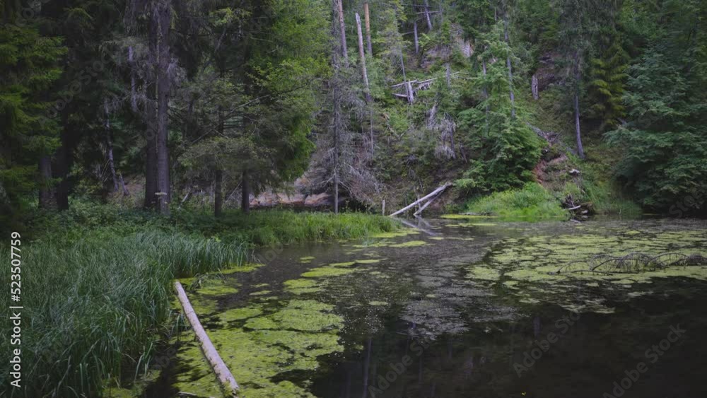 Summer near red sand rocks in the National Park. Walk in a real wild forest in summer. Fir trees and moss grow on the red sandy rock. National park of Latvia. Cesis, Zagarkalns