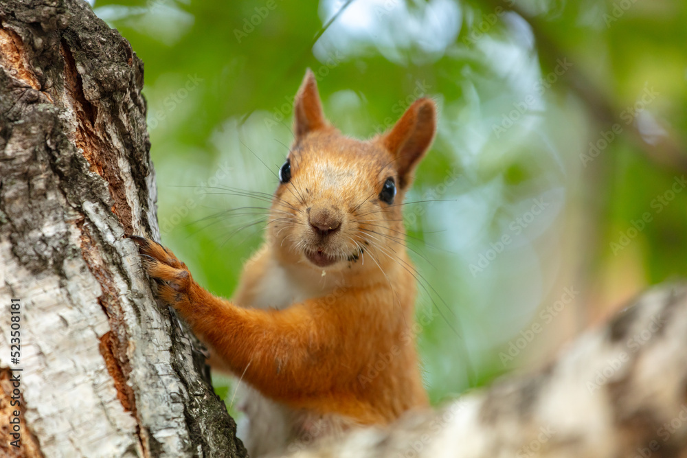squirrel. a very cute red squirrel's muzzle looks into the camera squirrel. a very cute red squirrel's muzzle looks into the camera