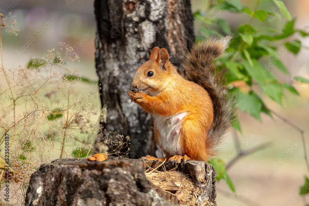 red squirrel. Rodent. The squirrel sits on a tree and eats. Beautiful red squirrel in the park. very high resolution photos red squirrel. Rodent. The squirrel sits on a tree and eats. Beautiful red squirrel in the park. very high resolution photos