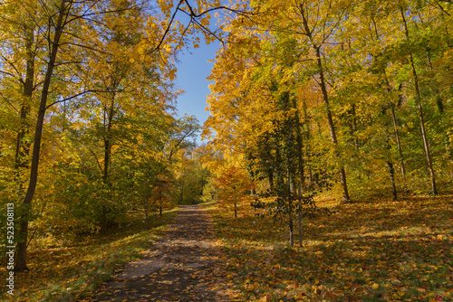 Beautiful autumn forest path on a sunny day in Kassel, Germany