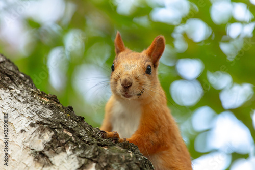 A curious red squirrel is peeping at the trunk of a tree. very high resolution photos © Wlad Go