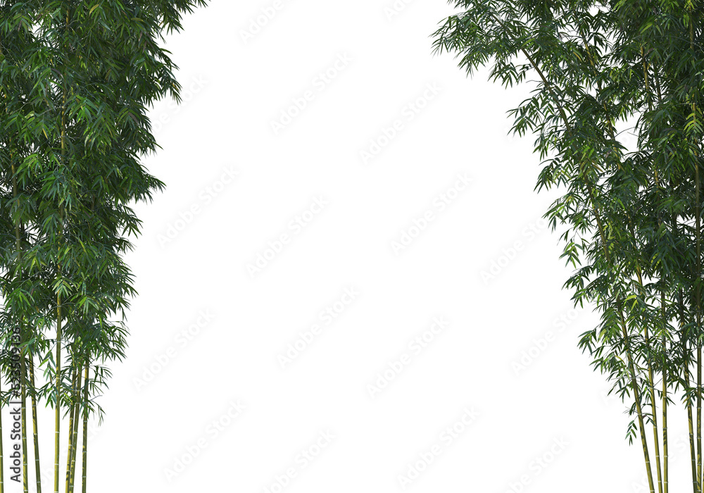 Fototapeta premium bamboo on a transparent background 