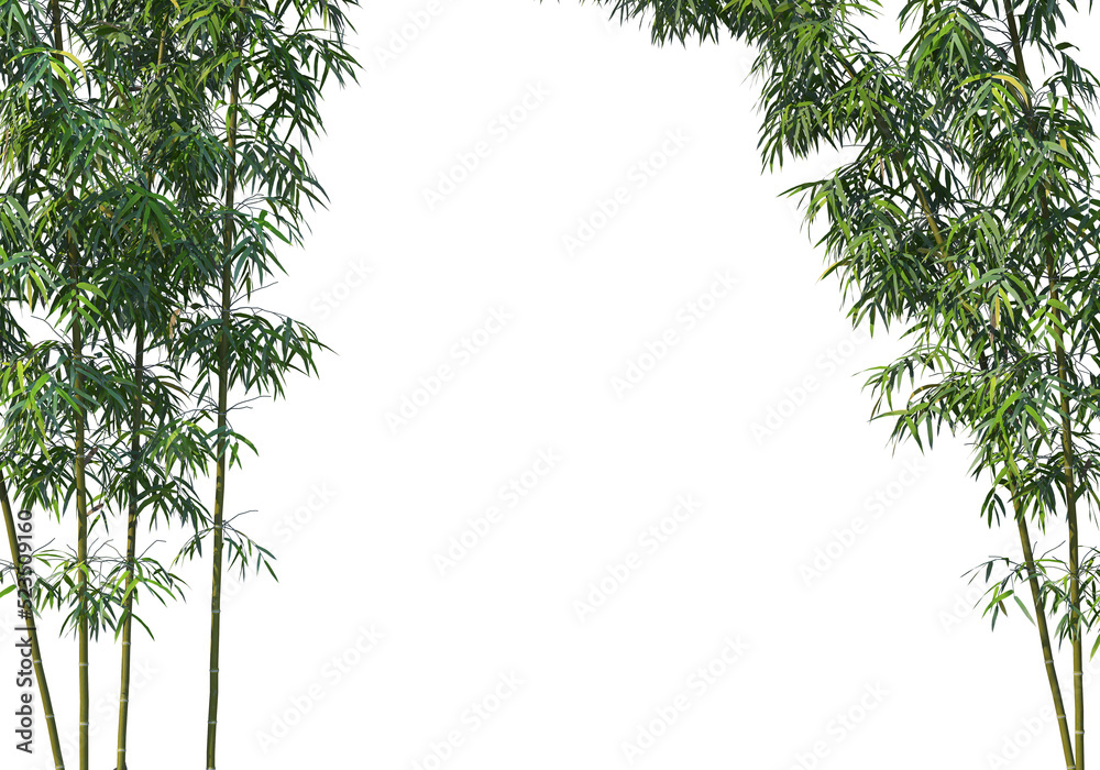 Fototapeta premium bamboo on a transparent background 