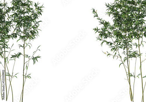 bamboo on a transparent background  © jomphon
