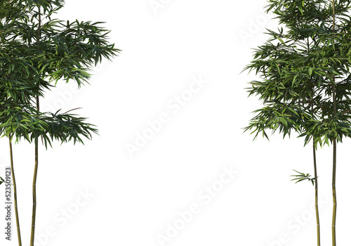 bamboo on a transparent background 