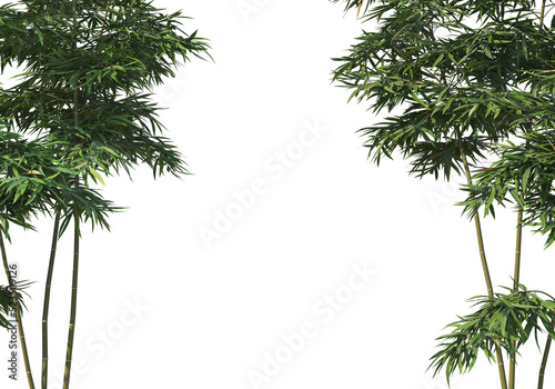 bamboo on a transparent background 