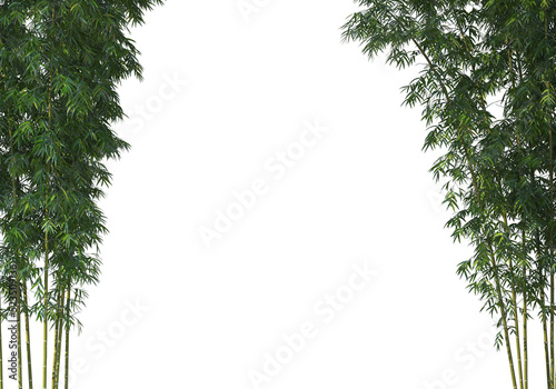 bamboo on a transparent background
