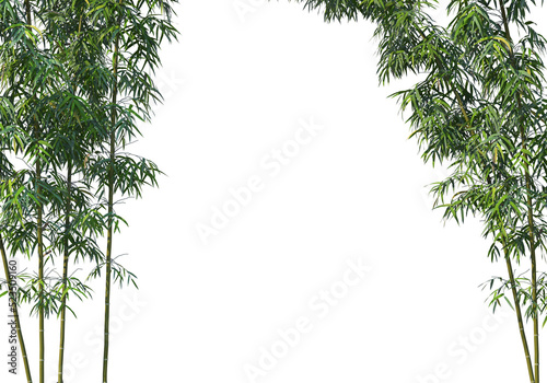 bamboo on a transparent background 