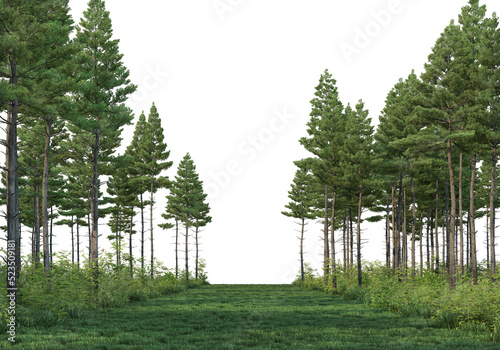 Coniferous forest on a transparent background 