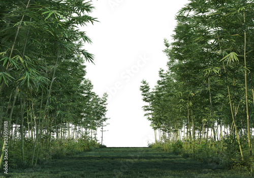 bamboo  forest on a transparent background 
