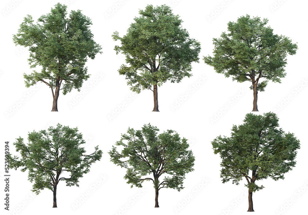 Tree on a transparent background
Tree on a transparent background