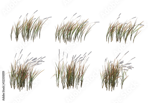 Grass on a transparent background 